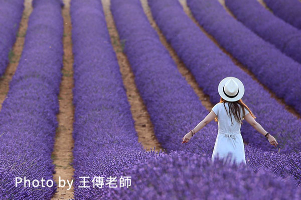 王老師，薰衣草(浮水印)