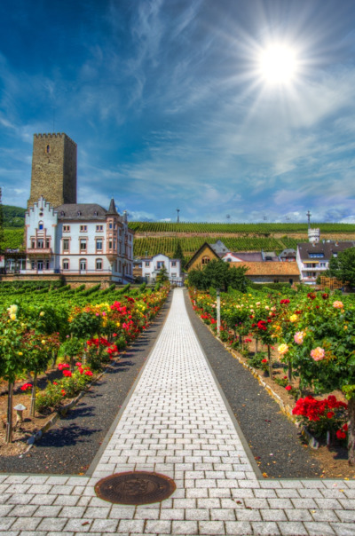 畫眉鳥小巷1 199349477