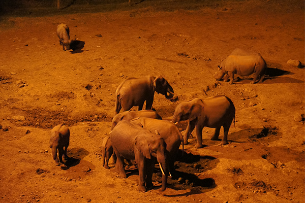 夜觀動物