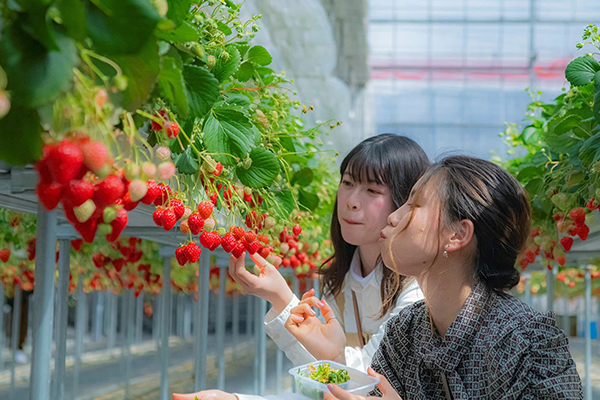 原田農場 採果樂1