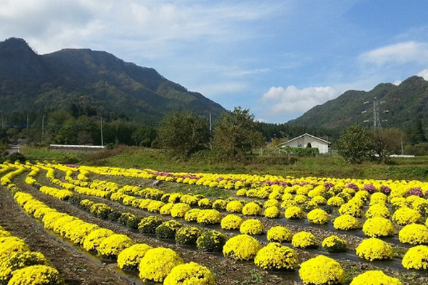 工匠之鄉たくみの里 秋天小菊田