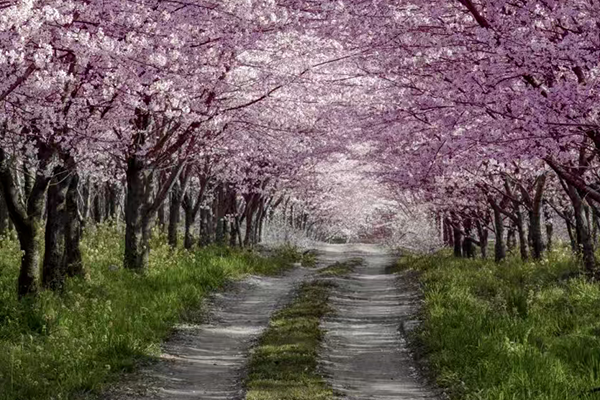平壩櫻花園