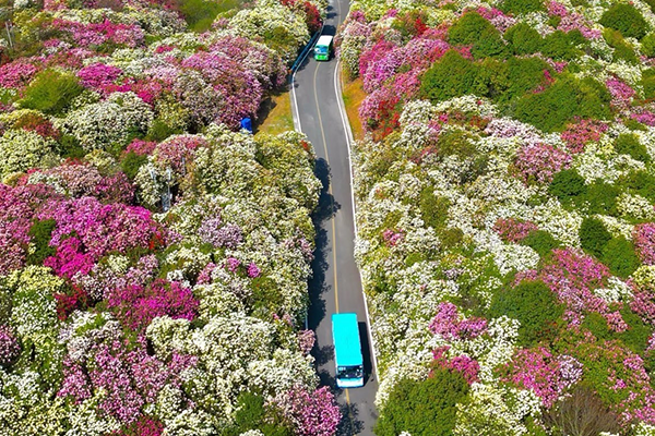 百里杜鵑風景區